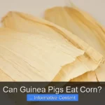 Can Guinea Pigs Eat Corn?