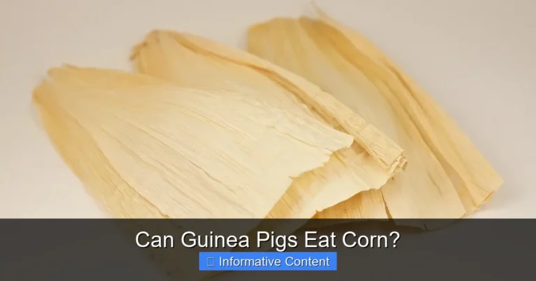 Can Guinea Pigs Eat Corn?