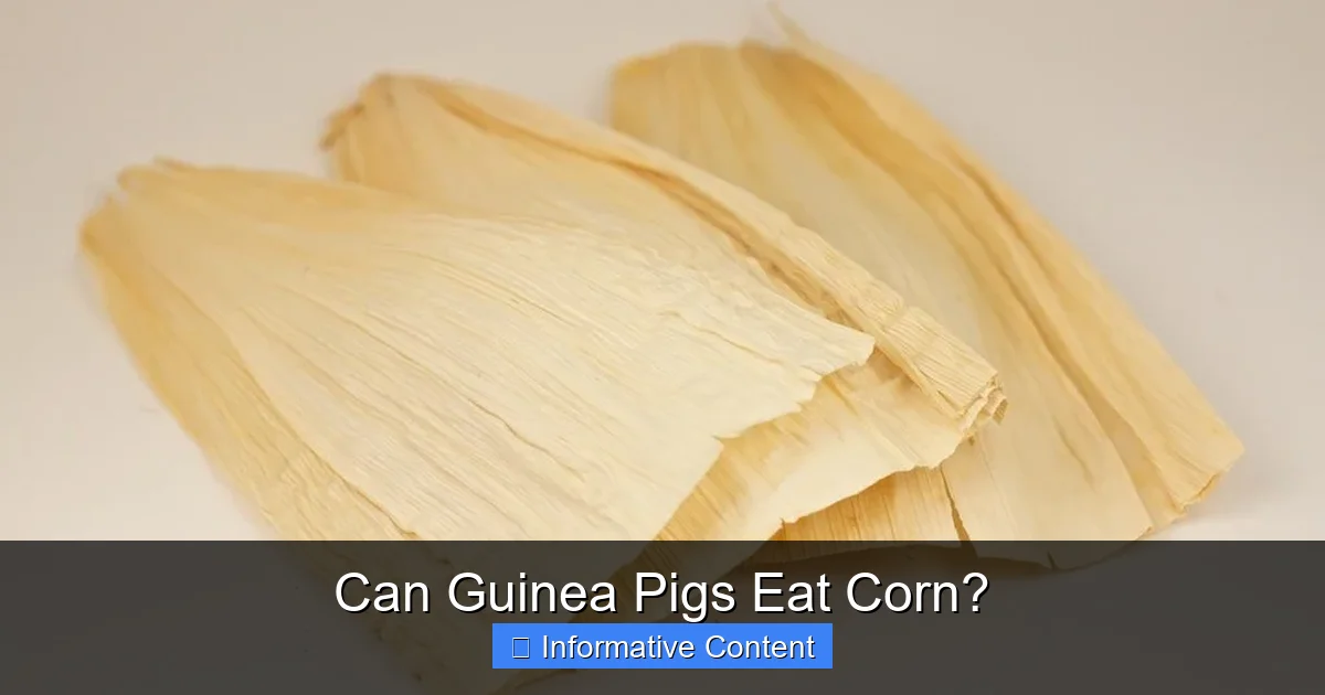 Can Guinea Pigs Eat Corn?