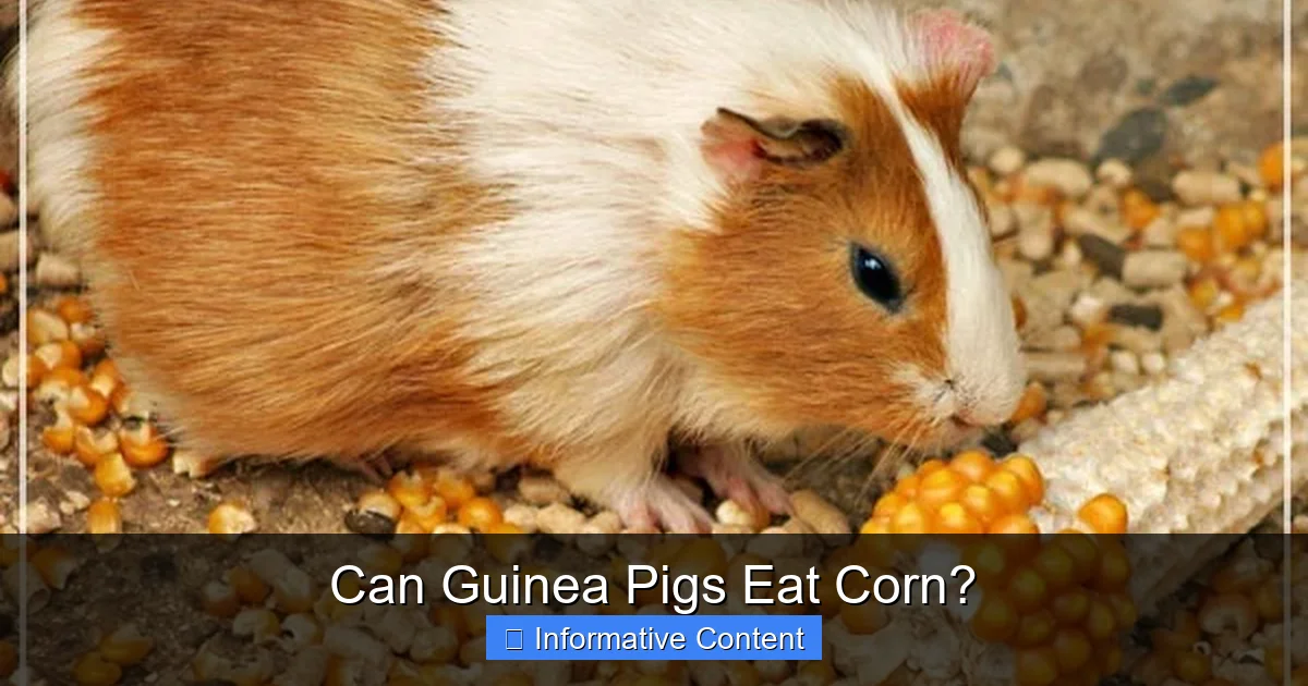 Can Guinea Pigs Eat Corn?