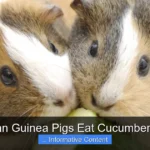Can Guinea Pigs Eat Cucumbers?