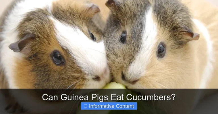 Can Guinea Pigs Eat Cucumbers?