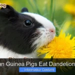 Can Guinea Pigs Eat Dandelions?