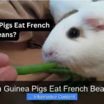Can Guinea Pigs Eat French Beans?