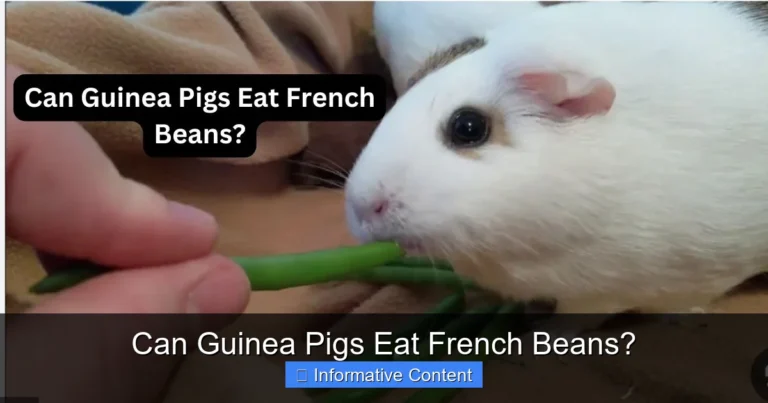 Can Guinea Pigs Eat French Beans?