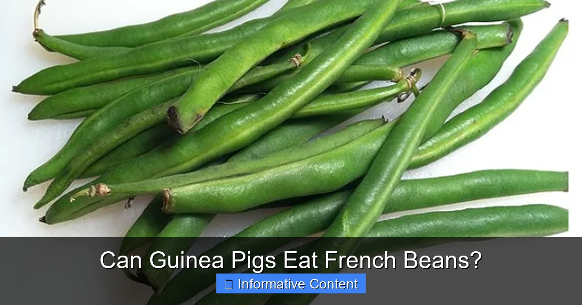 Can Guinea Pigs Eat French Beans?