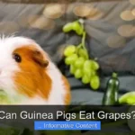 Can Guinea Pigs Eat Grapes?