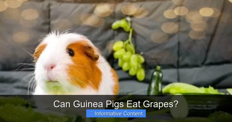 Can Guinea Pigs Eat Grapes?