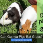 Can Guinea Pigs Eat Grass?