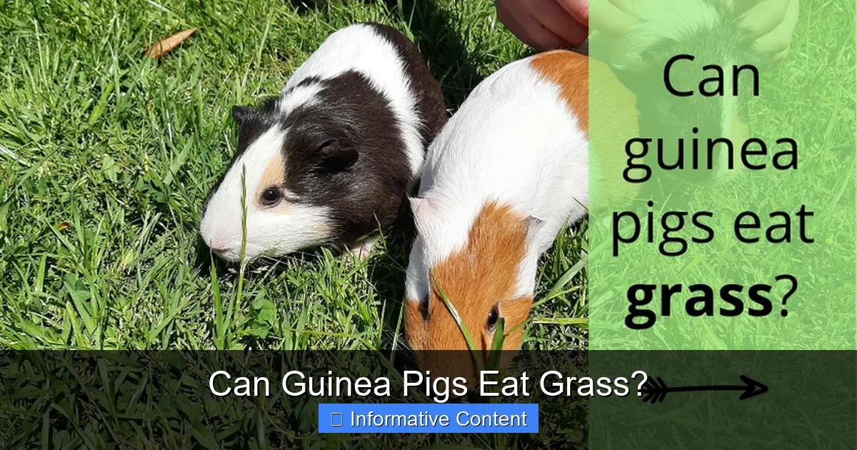 Can Guinea Pigs Eat Grass?
