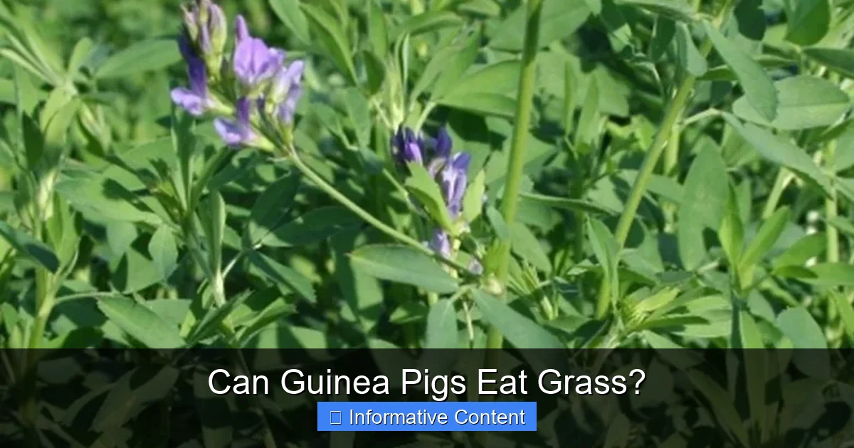 Can Guinea Pigs Eat Grass?