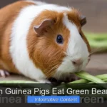 Can Guinea Pigs Eat Green Beans?