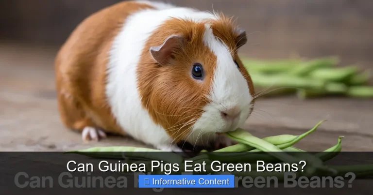 Can Guinea Pigs Eat Green Beans?