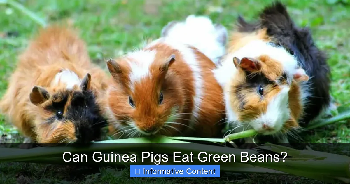 Can Guinea Pigs Eat Green Beans?