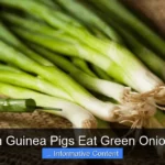 Can Guinea Pigs Eat Green Onions?