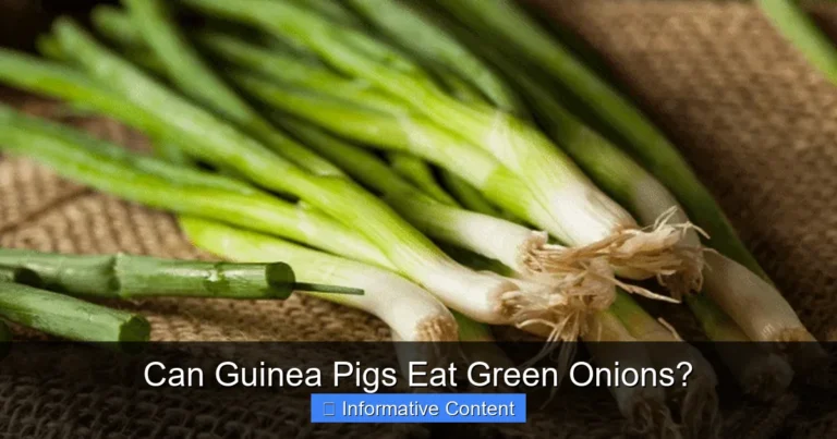 Can Guinea Pigs Eat Green Onions?