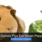 Can Guinea Pigs Eat Green Peppers?