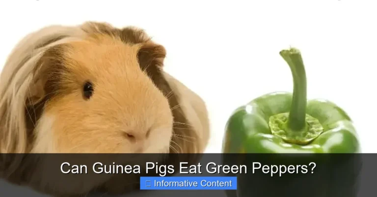 Can Guinea Pigs Eat Green Peppers?