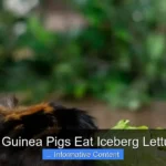 Can Guinea Pigs Eat Iceberg Lettuce?