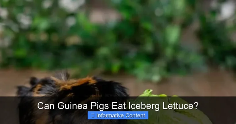 Can Guinea Pigs Eat Iceberg Lettuce?