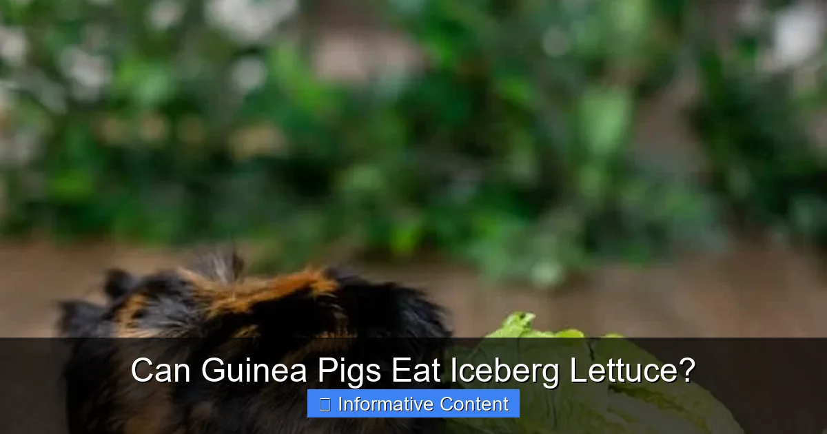 Can Guinea Pigs Eat Iceberg Lettuce?