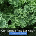 Can Guinea Pigs Eat Kale?