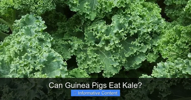 Can Guinea Pigs Eat Kale?