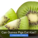 Can Guinea Pigs Eat Kiwi?