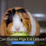 Can Guinea Pigs Eat Lettuce?