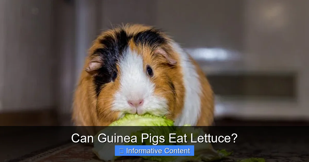 Can Guinea Pigs Eat Lettuce?