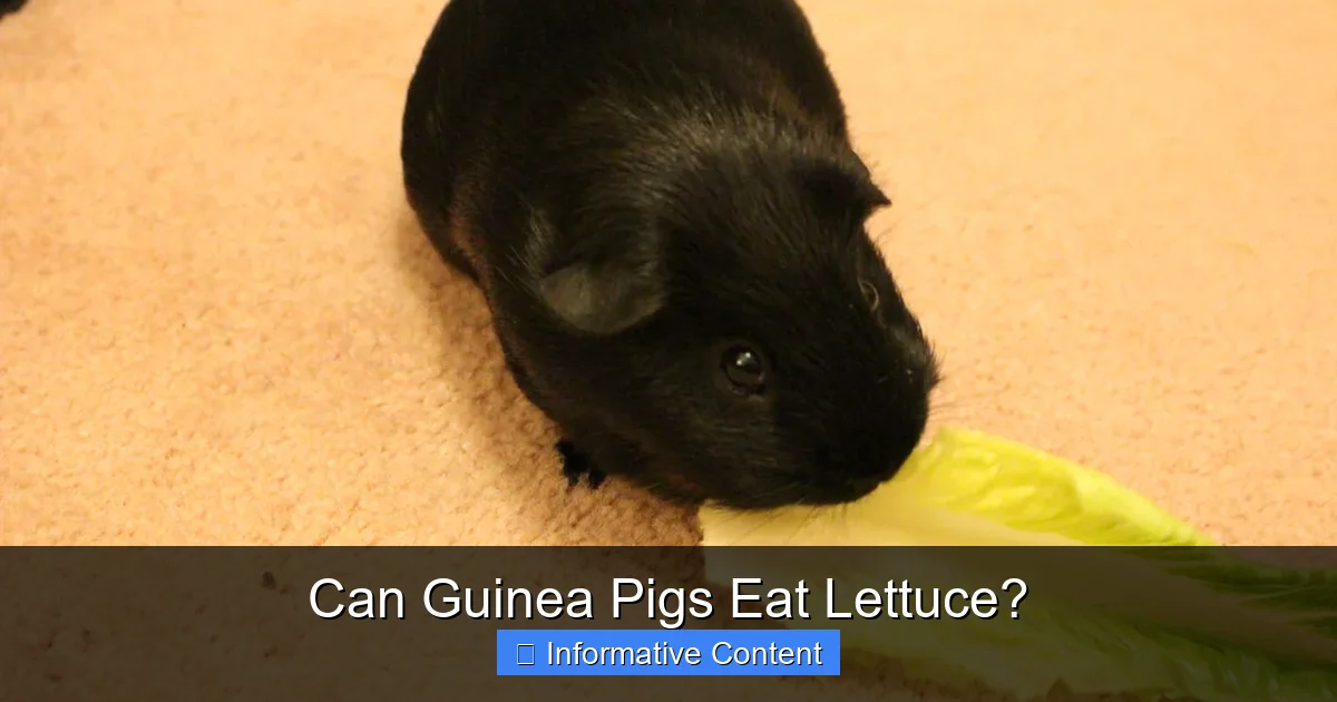 Can Guinea Pigs Eat Lettuce?