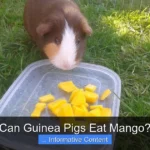 Can Guinea Pigs Eat Mango?