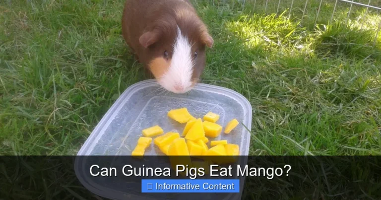 Can Guinea Pigs Eat Mango?