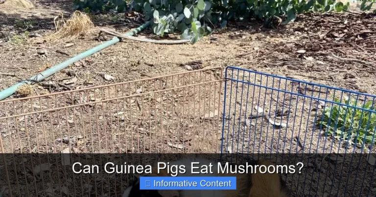Can Guinea Pigs Eat Mushrooms?