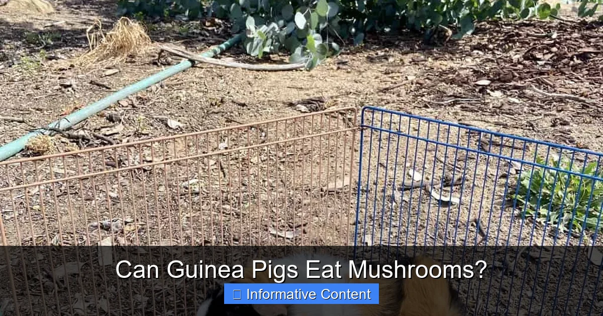 Can Guinea Pigs Eat Mushrooms?