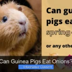 Can Guinea Pigs Eat Onions?