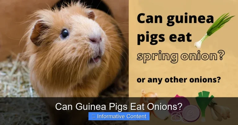 Can Guinea Pigs Eat Onions?
