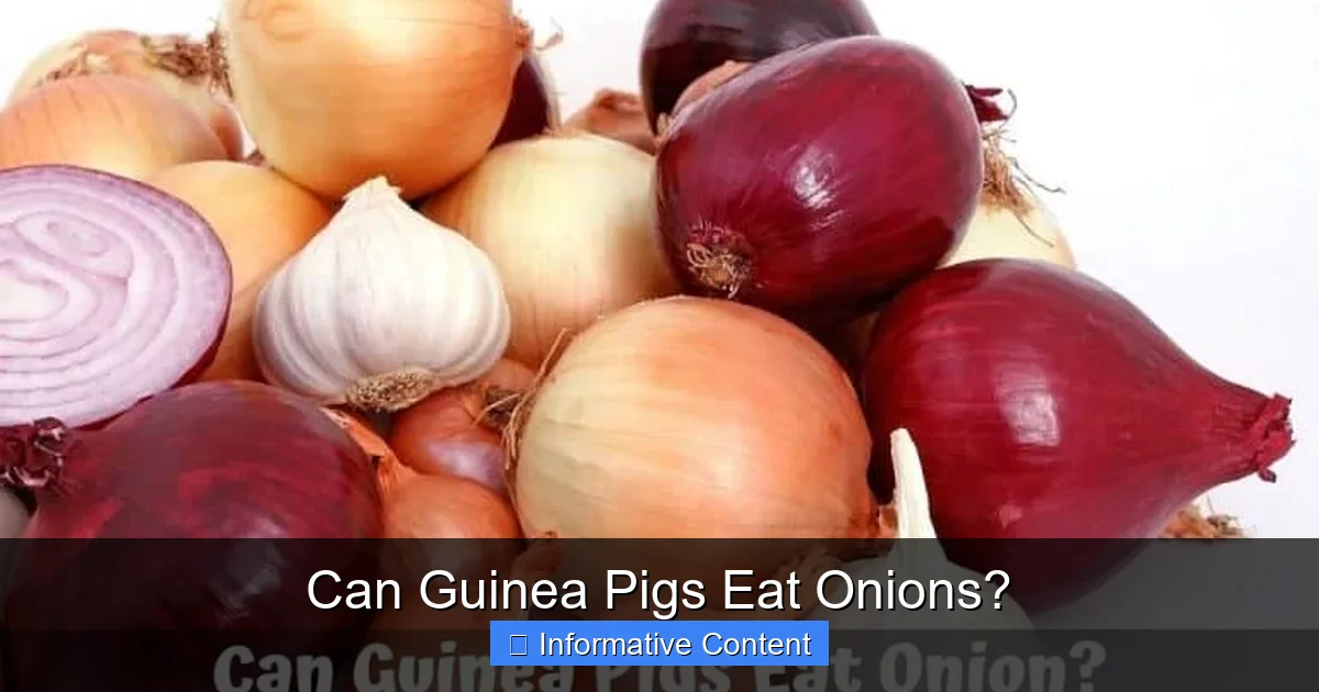 Can Guinea Pigs Eat Onions?