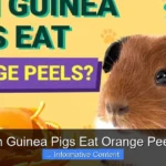 Can Guinea Pigs Eat Orange Peels?