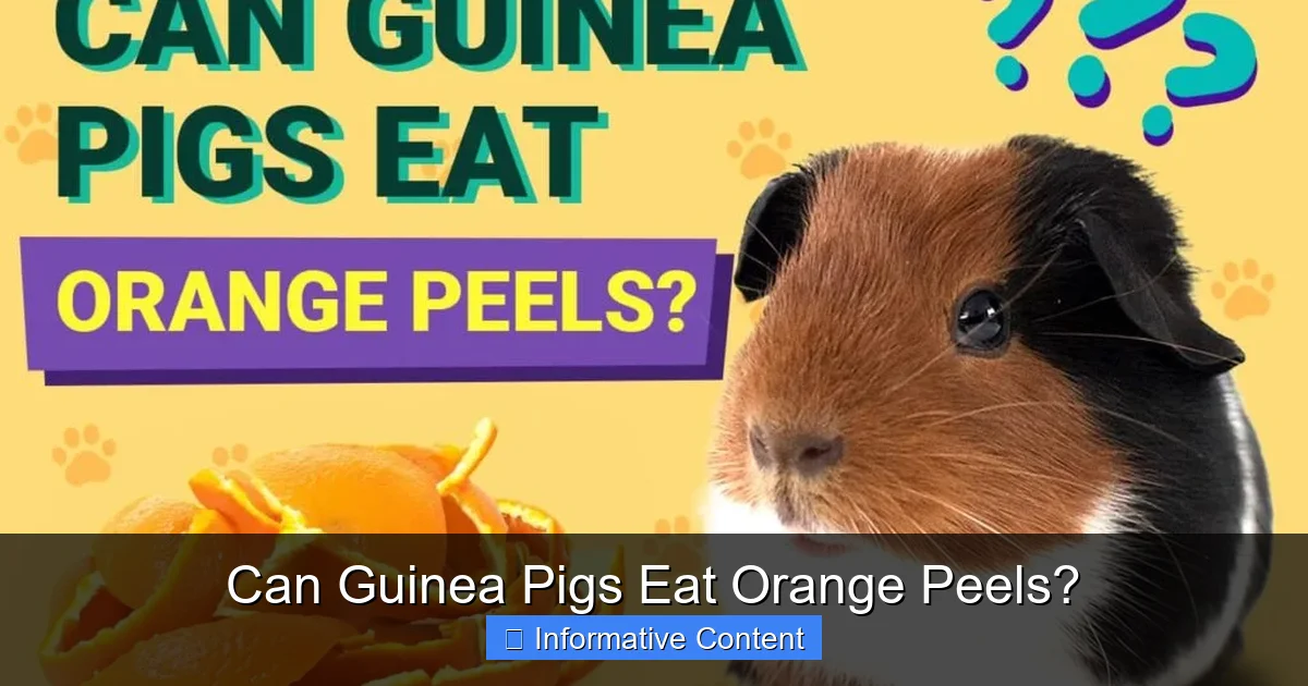 Can Guinea Pigs Eat Orange Peels?