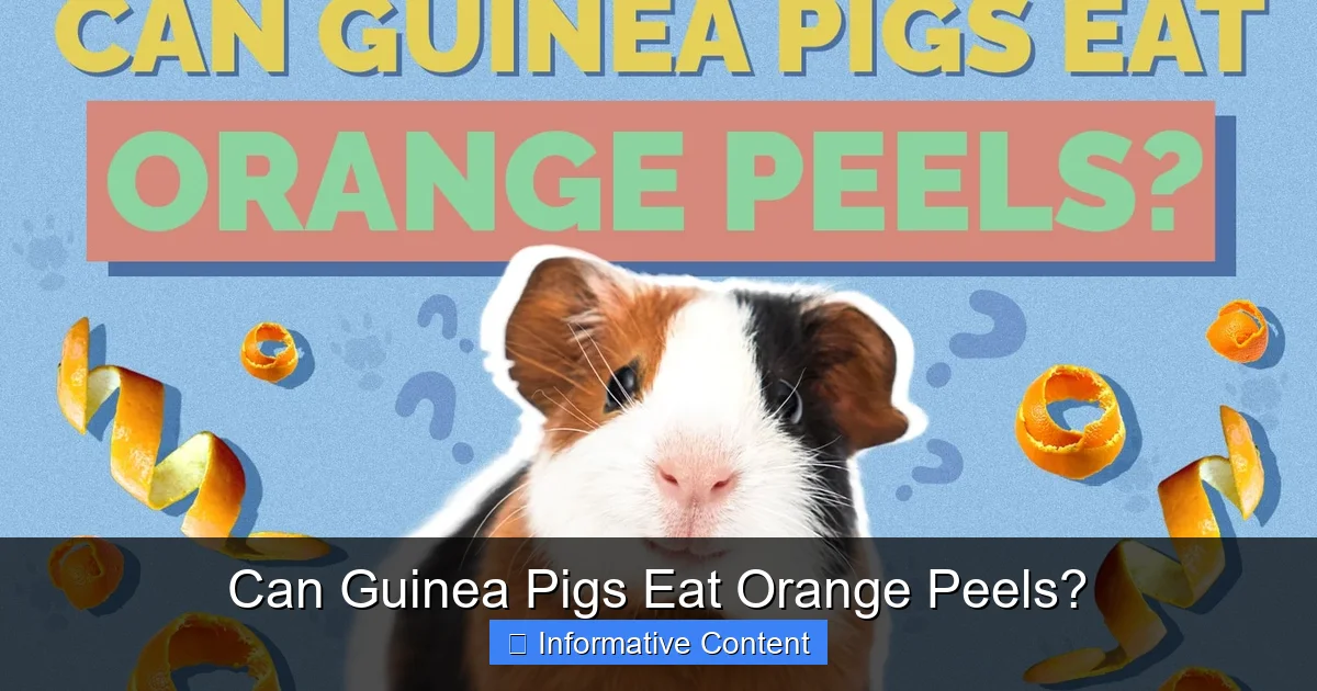 Can Guinea Pigs Eat Orange Peels?