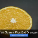 Can Guinea Pigs Eat Oranges?