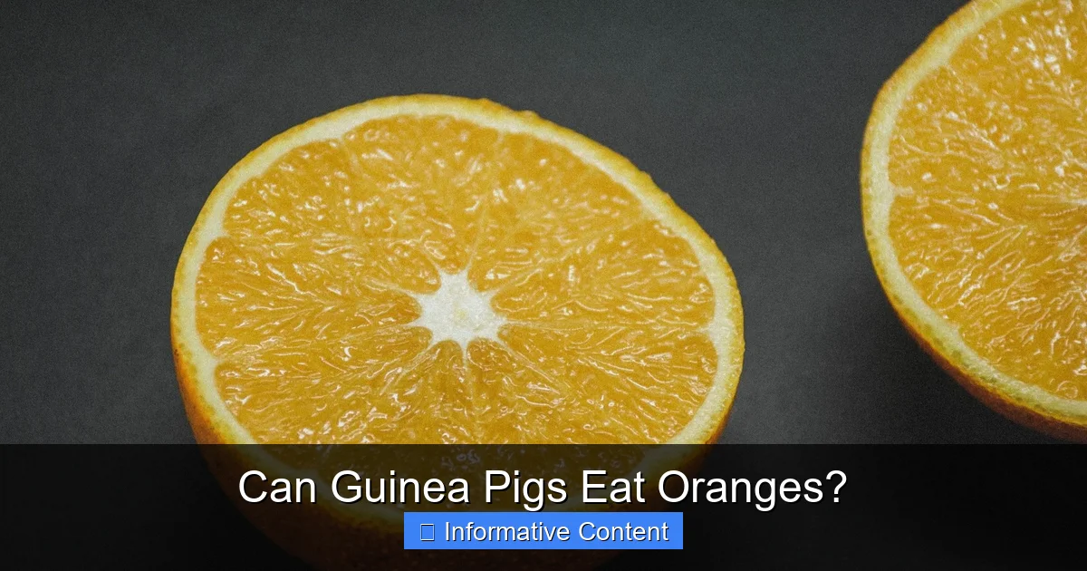 Can Guinea Pigs Eat Oranges?