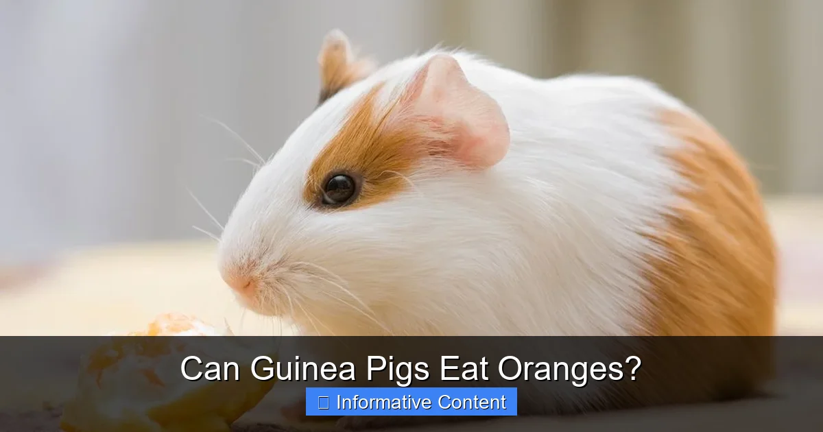 Can Guinea Pigs Eat Oranges?