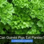 Can Guinea Pigs Eat Parsley?