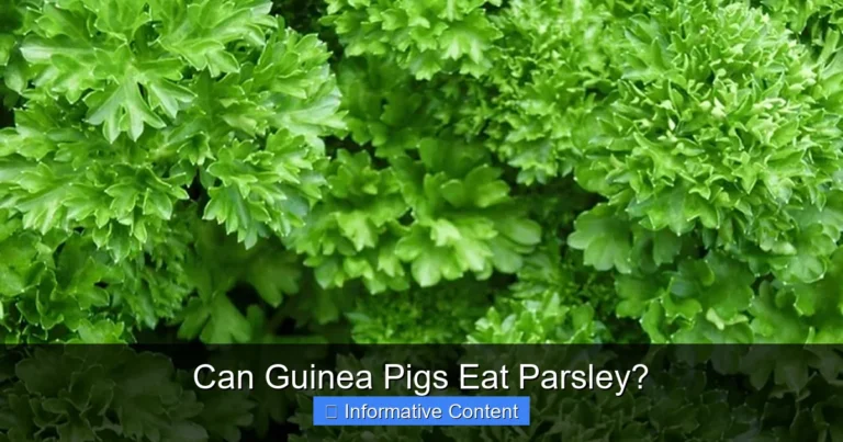 Can Guinea Pigs Eat Parsley?