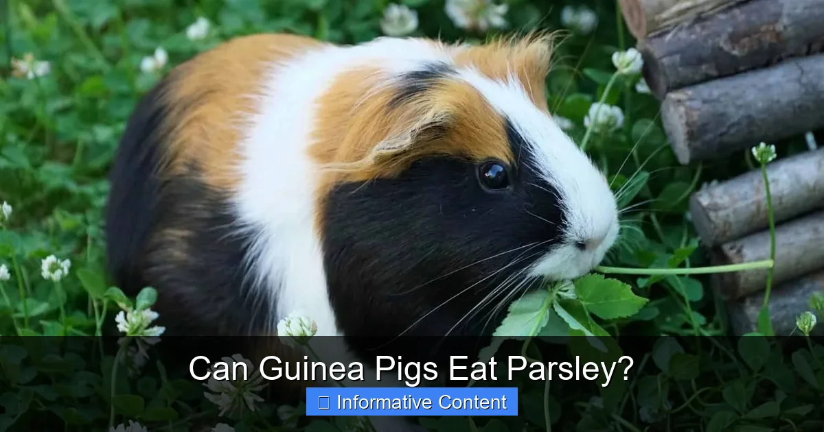 Can Guinea Pigs Eat Parsley?