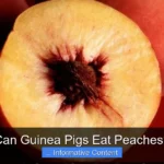 Can Guinea Pigs Eat Peaches?