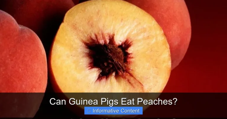 Can Guinea Pigs Eat Peaches?