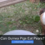 Can Guinea Pigs Eat Pears?